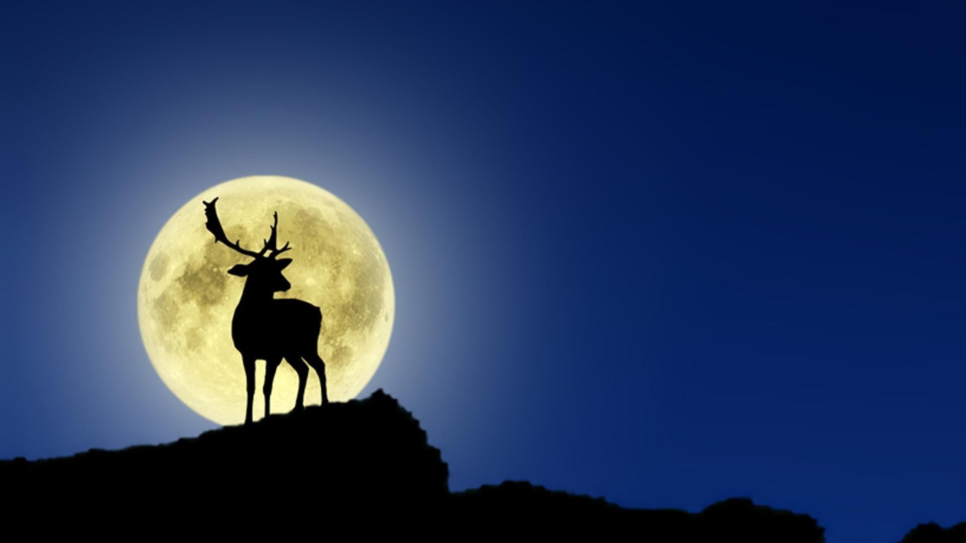 deer moon sky sunset silhouette dusk sun evening outdoors dark dawn nature backlit travel light full moon eerie halloween