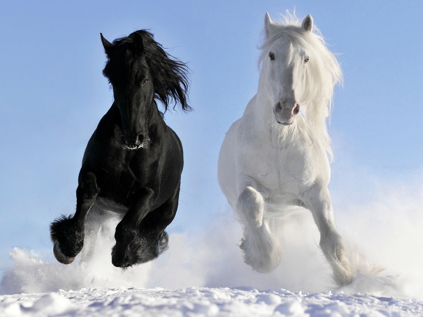 horses cavalry snow mammal winter horse mare stallion equestrian animal equine mane two pony one outdoors sky action portrait cold