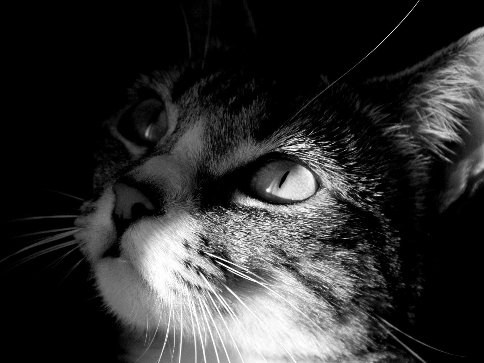 chat chat portrait oeil chaton animal de compagnie animal mignon monochrome unique visage fourrure mammifère sommeil cheveux studio gris nez