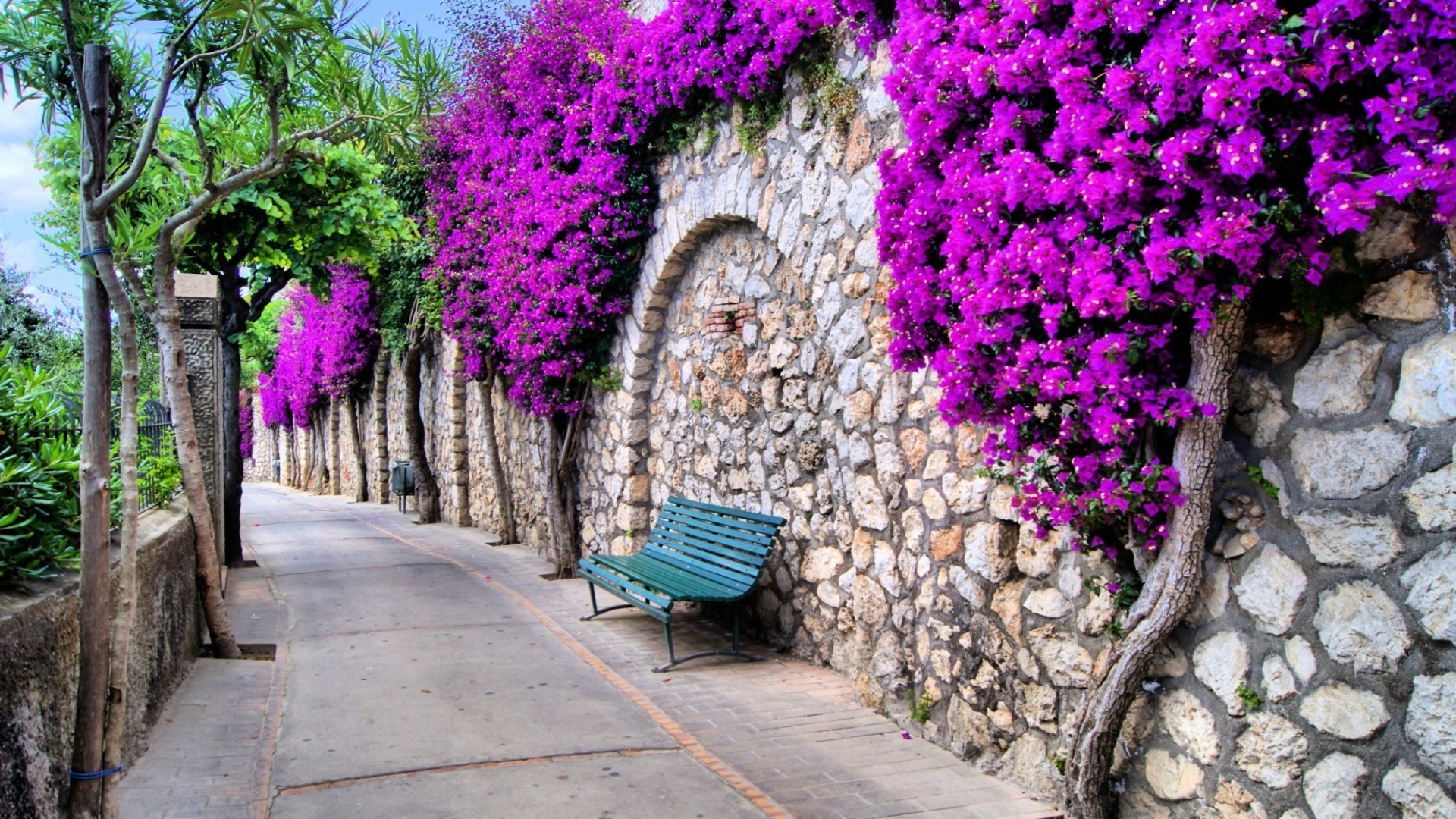 strada fiore giardino flora pietra natura estate all aperto colore foglia decorazione