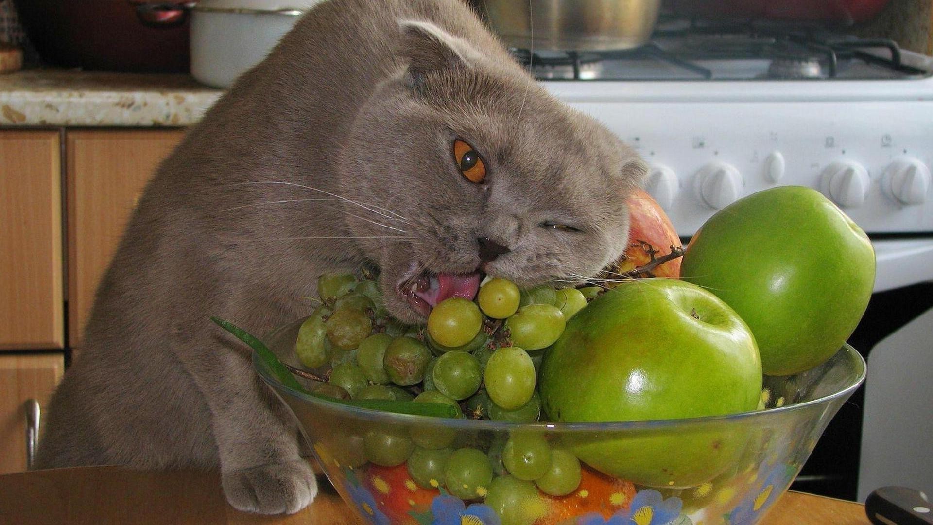 кошки еда расти фрукты портрет натюрморт