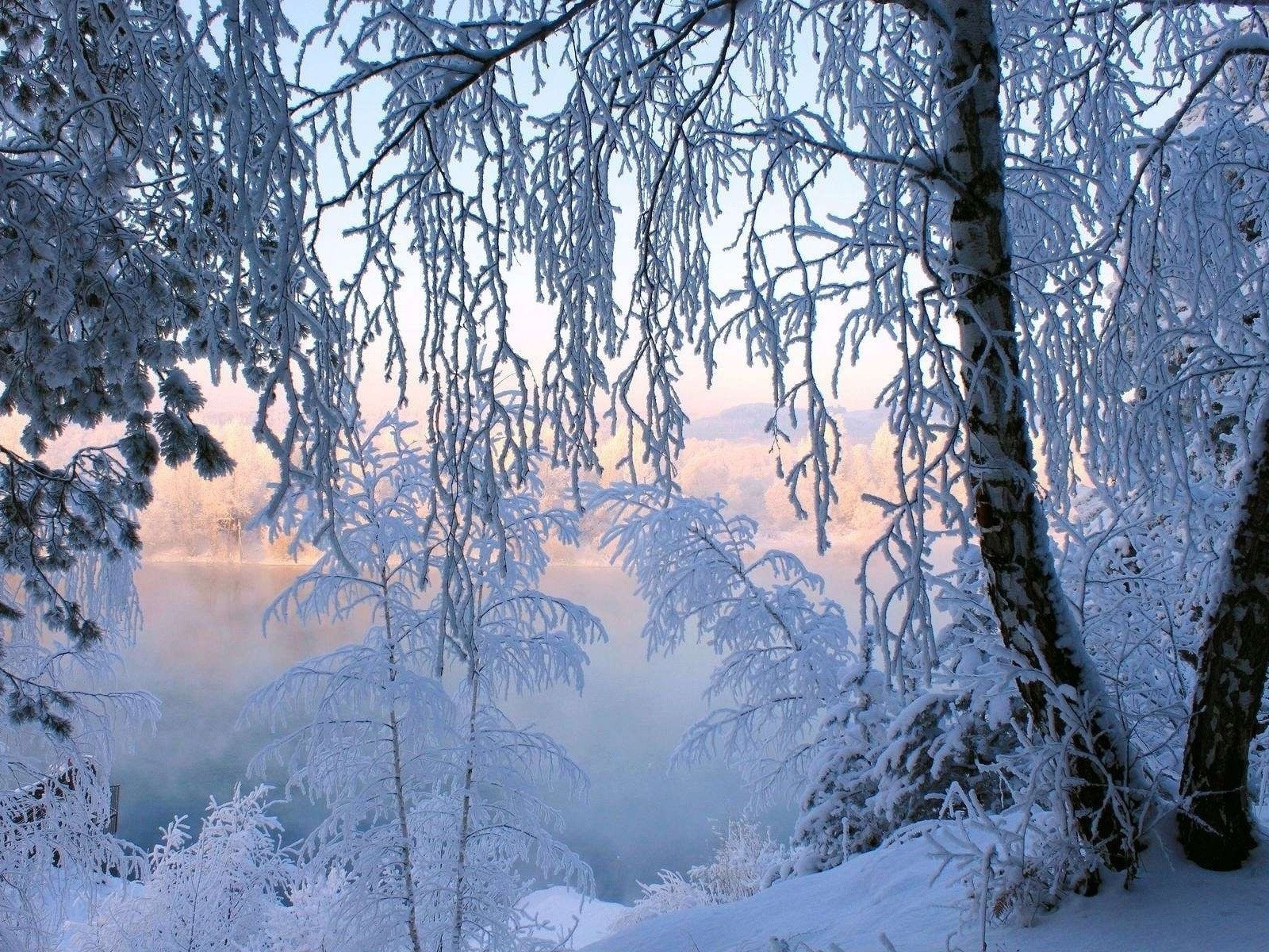 invierno nieve frío escarcha madera hielo congelado árbol tiempo paisaje temporada helada naturaleza blanco como la nieve escénico helado tormenta de nieve buen tiempo