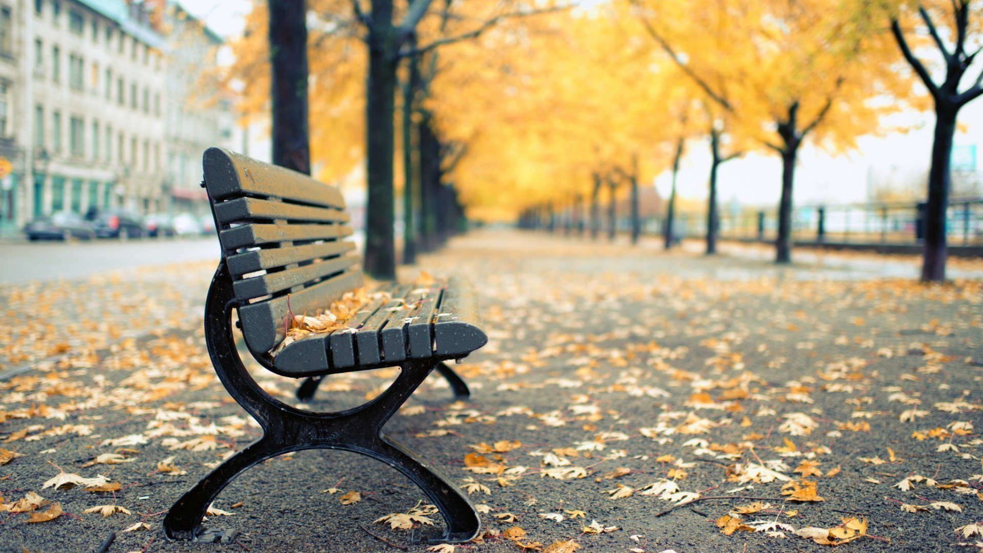 blätter herbst bank natur holz stuhl blatt park im freien baum saison ort entspannung gutes wetter bürgersteig sonne