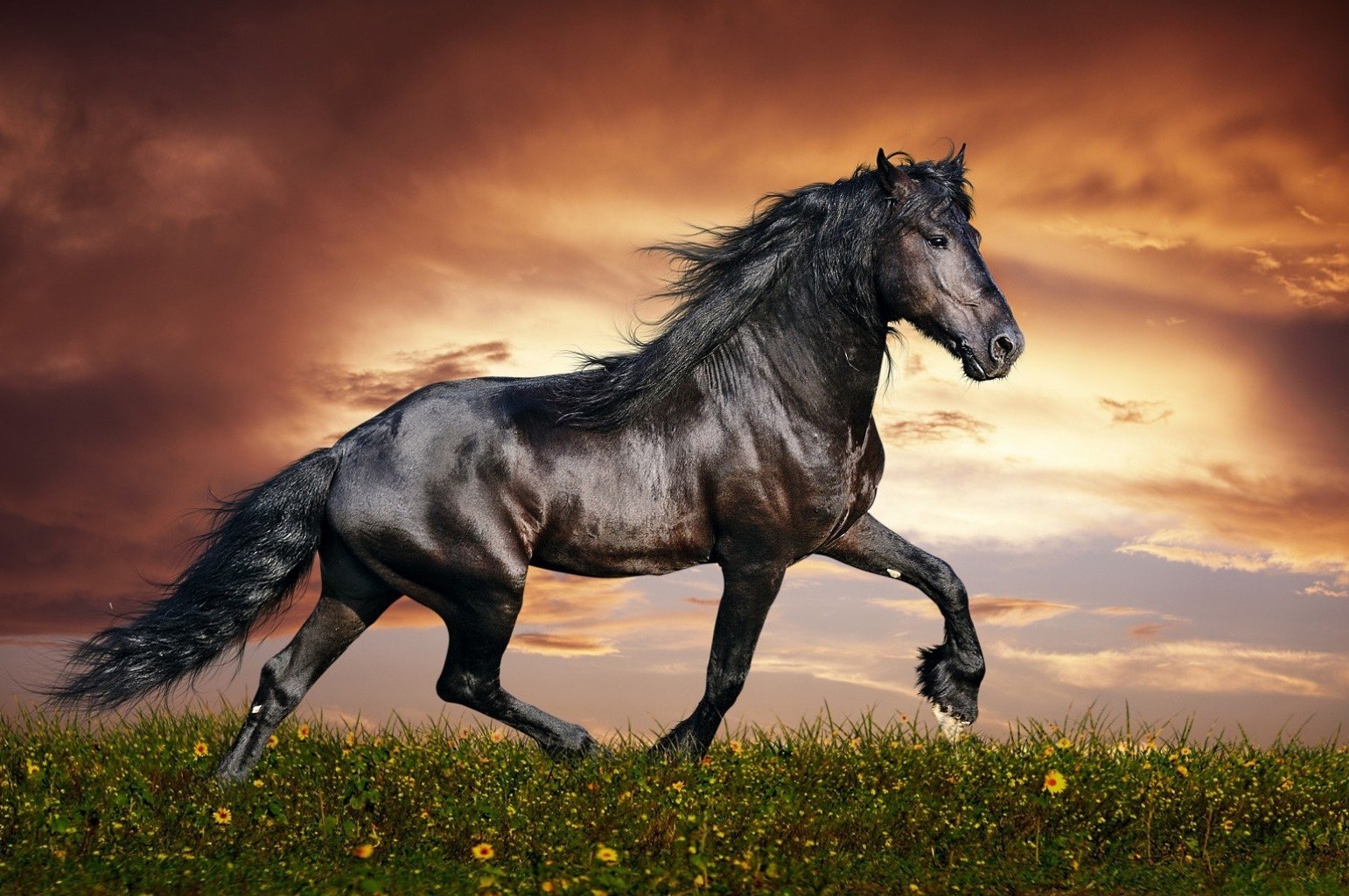 cavalos mare cavalaria mamífero cavalo garanhão equestre criação de cavalos animal mane campo fazenda mustang grama pasto pôr do sol feno pônei