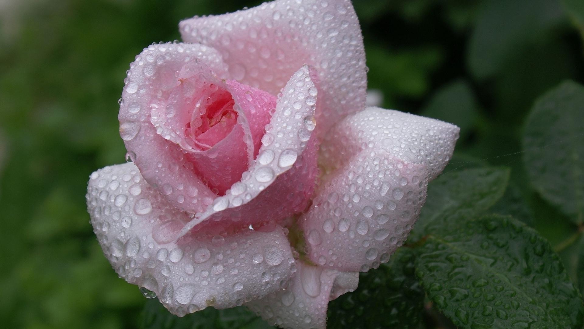 rose flower nature leaf flora garden dew summer outdoors