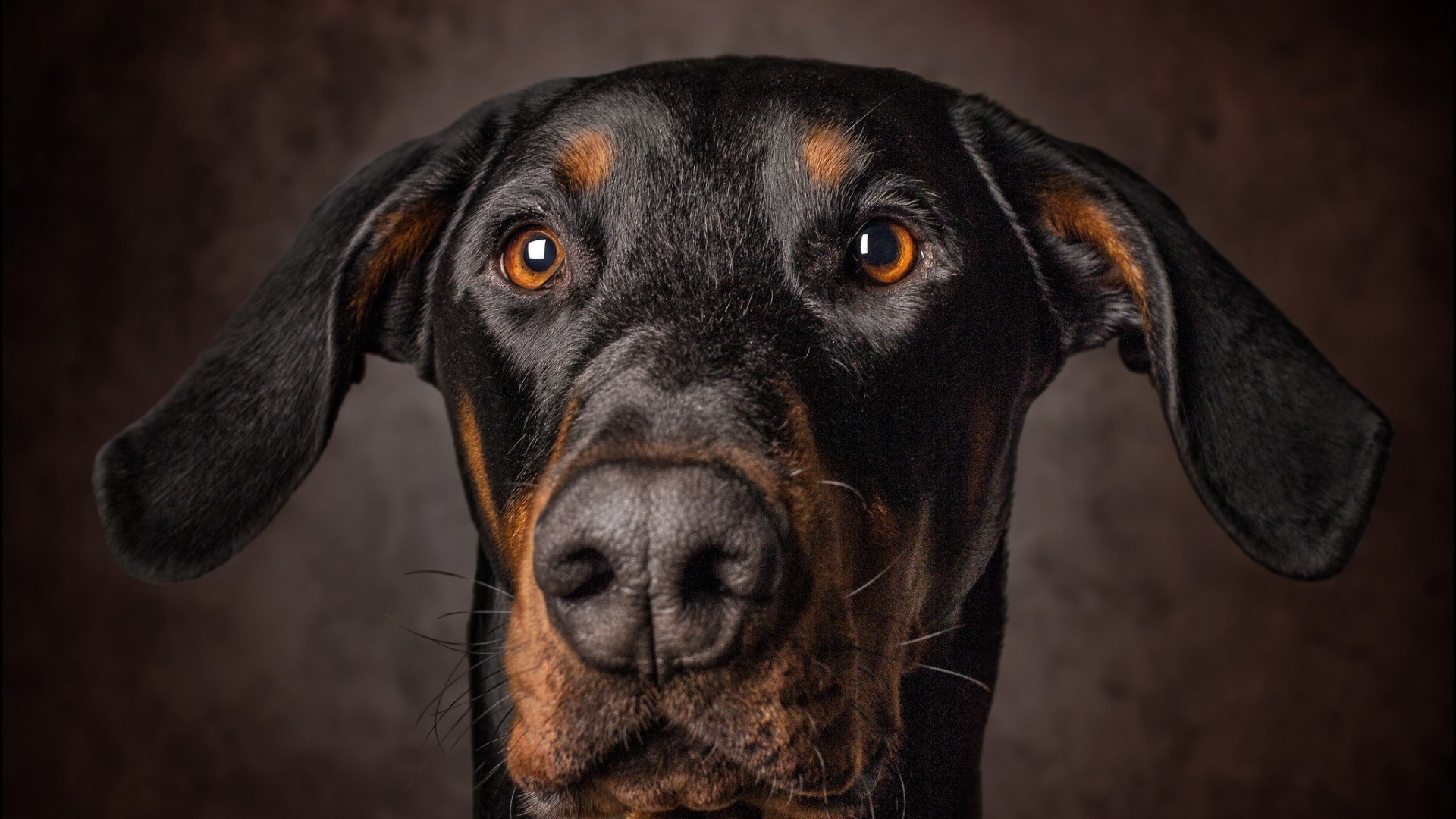 chien chien animal mammifère portrait animal de compagnie mignon cynologue domestique chiot