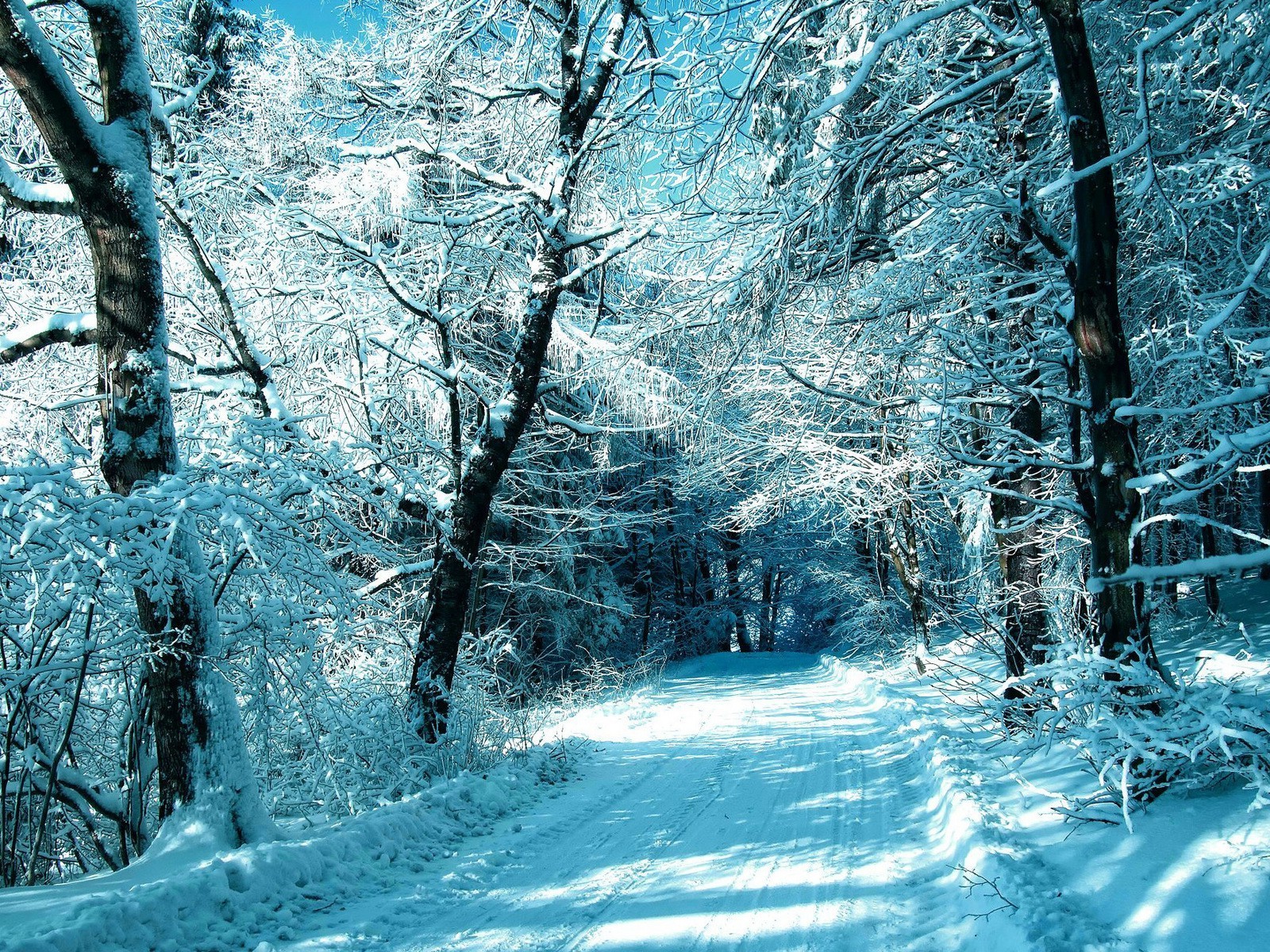 inverno madeira neve geada árvore frio paisagem gelo temporada congelado natureza ramo cênica tempo parque gelo bom tempo cenário cena