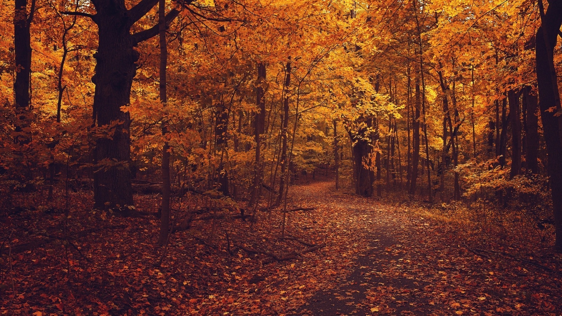 automne automne arbre parc feuille bois paysage à l extérieur scénique or nature