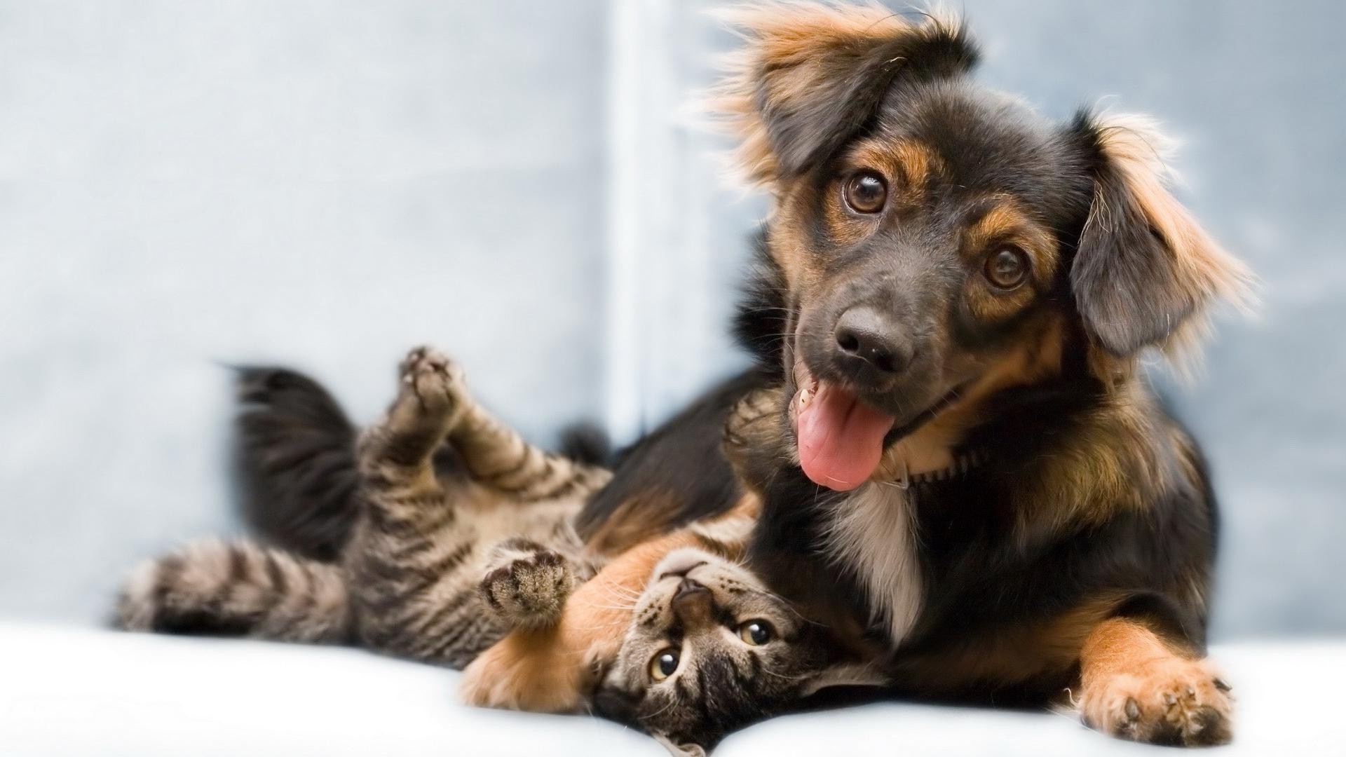 perro mamífero lindo animal mascota perro perro cachorro piel pequeño joven sentarse retrato ver pura sangre doméstico raza amistad gato