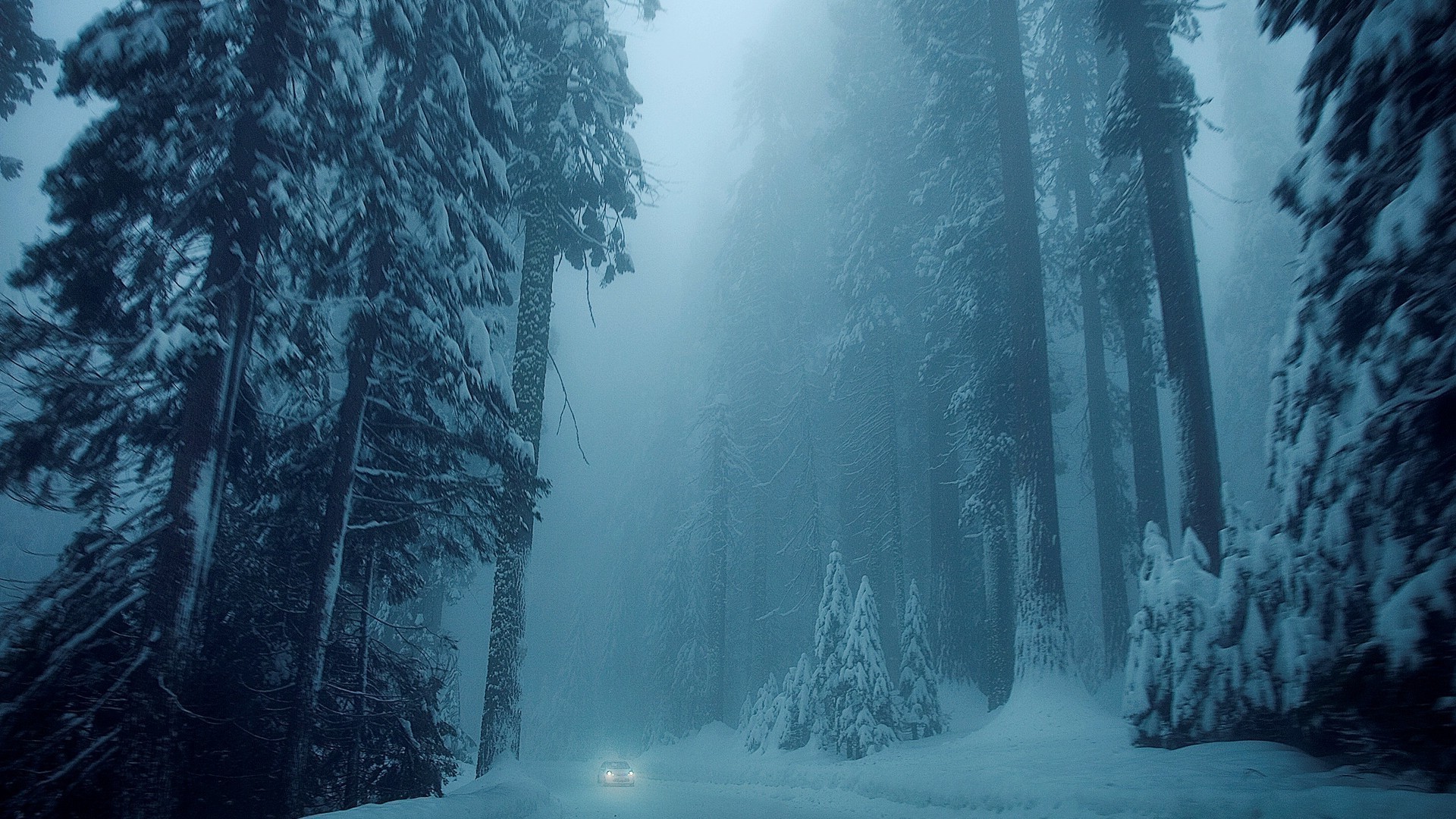 зима снег туман холодная воды туман лед пейзаж древесины мороз хвойные дерево на открытом воздухе путешествия природа