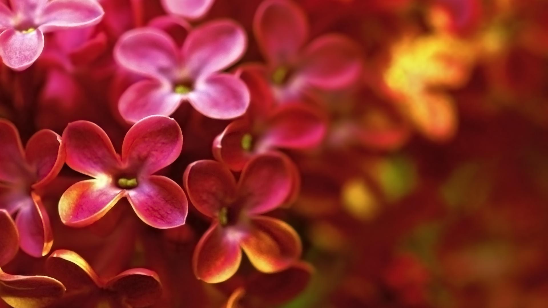 fiori fiore natura flora floreale petalo giardino colore fiore estate decorazione bella luminoso romantico close-up romanticismo foglia bouquet