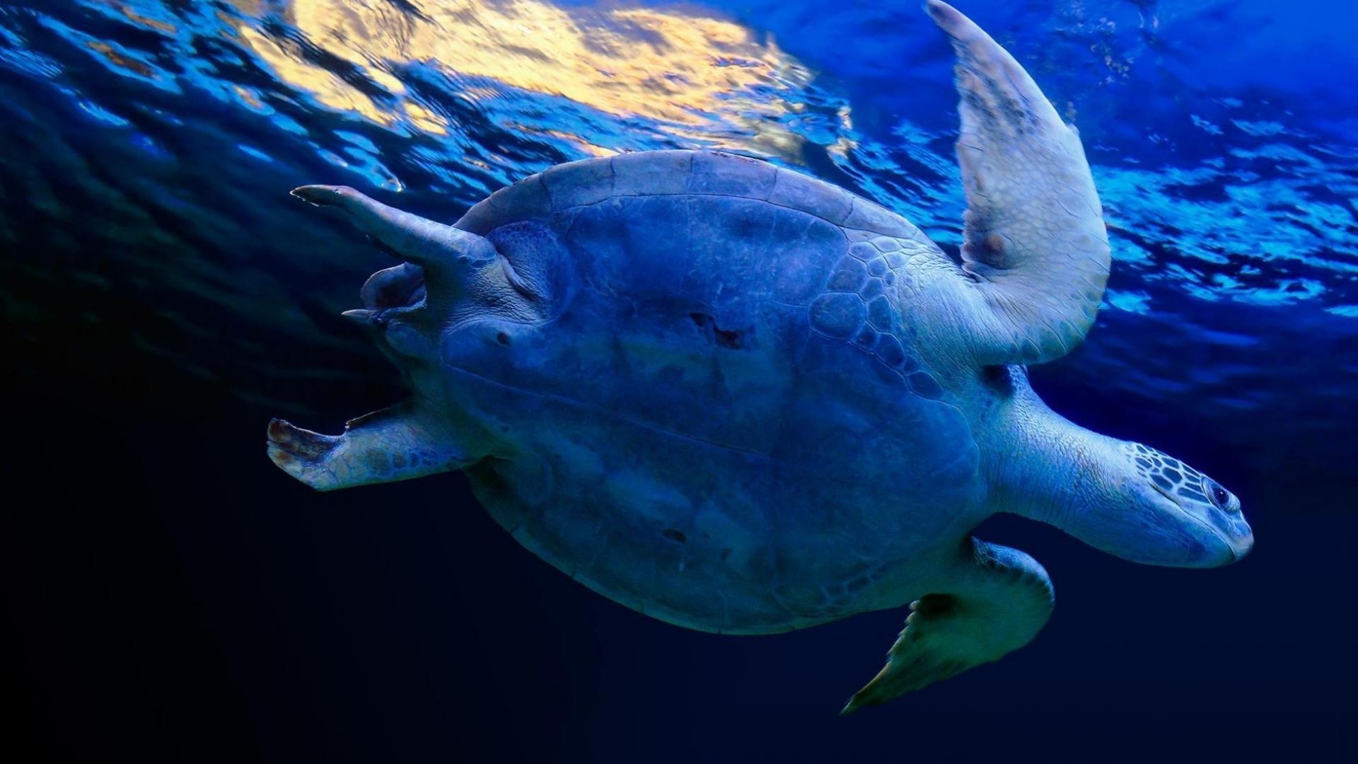 animals underwater fish swimming ocean water turtle wildlife sea nature marine