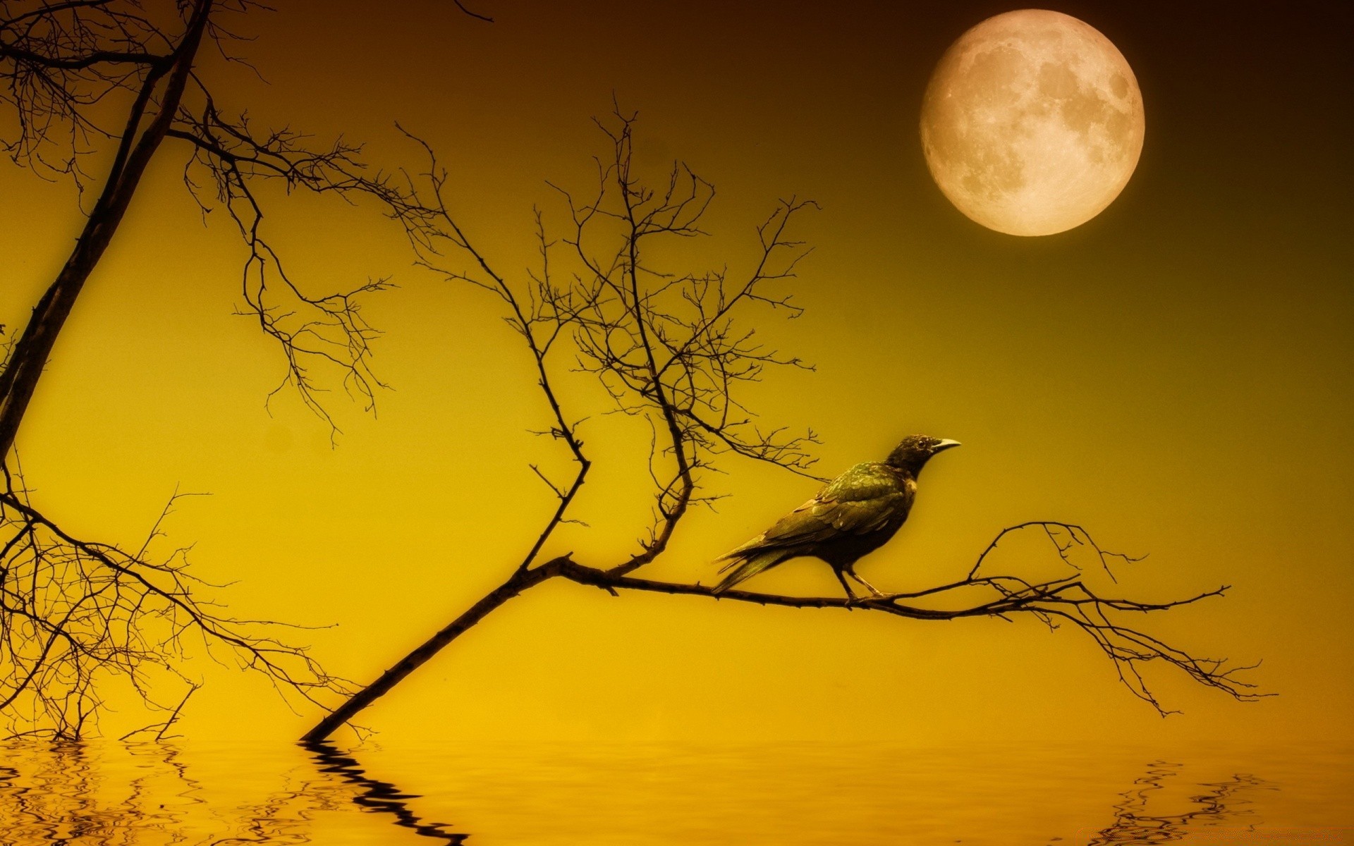 halloween silueta puesta de sol árbol naturaleza amanecer luna cielo noche otoño crepúsculo paisaje oscuro espeluznante sol luz pájaro iluminado miedo inquieto