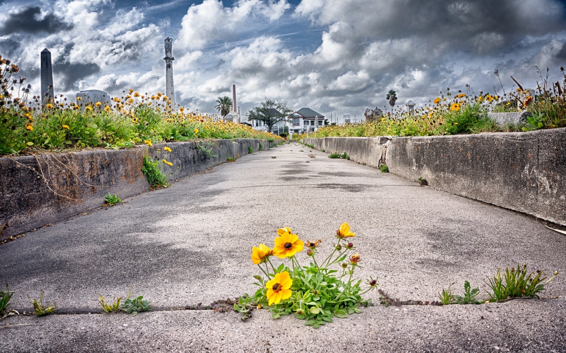 dia das bruxas estrada natureza guia jardim verão grama paisagem flora viajar ao ar livre flor asfalto rural rua céu