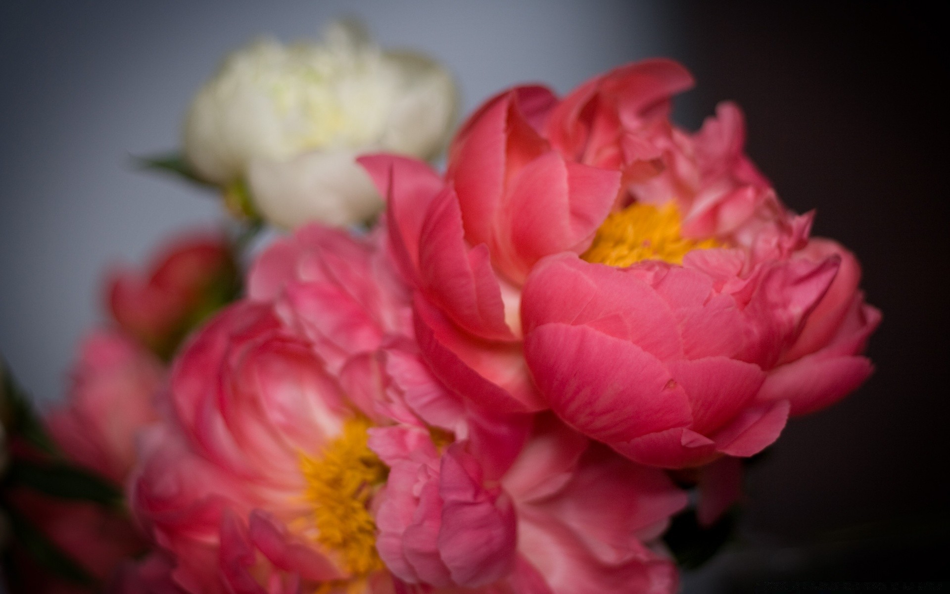 easter flower nature rose floral petal beautiful flora bouquet wedding love leaf blooming color summer romantic romance bright garden peony