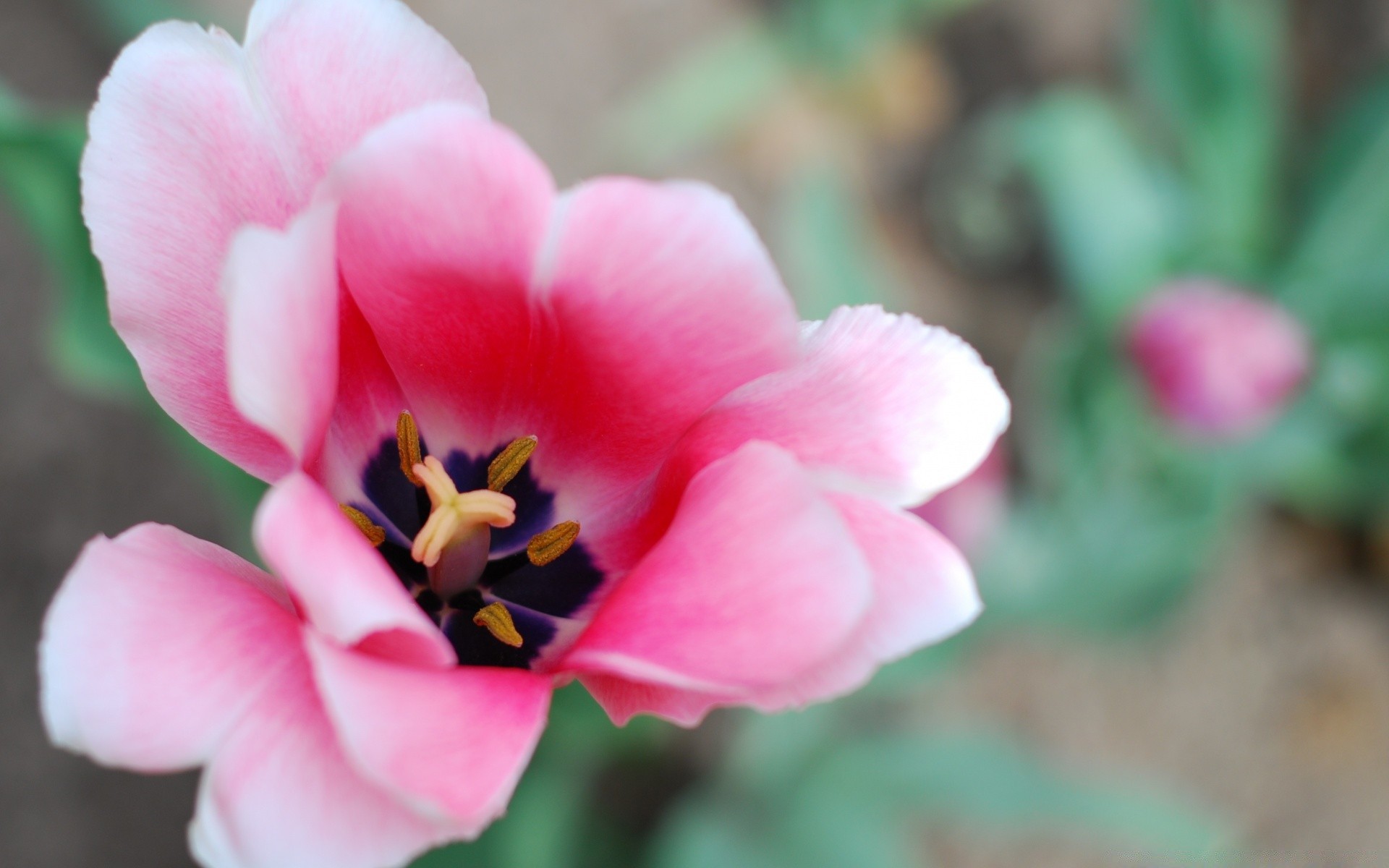 paskalya çiçek doğa flora bahçe petal çiçek açan renk yaprak güzel yaz çiçek yakın çekim gül parlak açık havada park polen büyüme narin