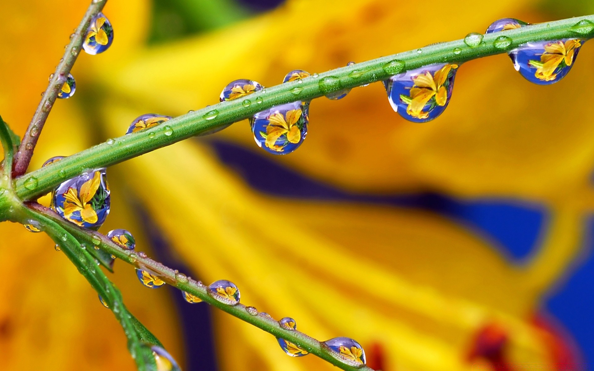 paskalya flora doğa yaprak yağmur çiy çiçek büyüme renk yaz parlak bahçe açık havada damla ıslak yakın çekim