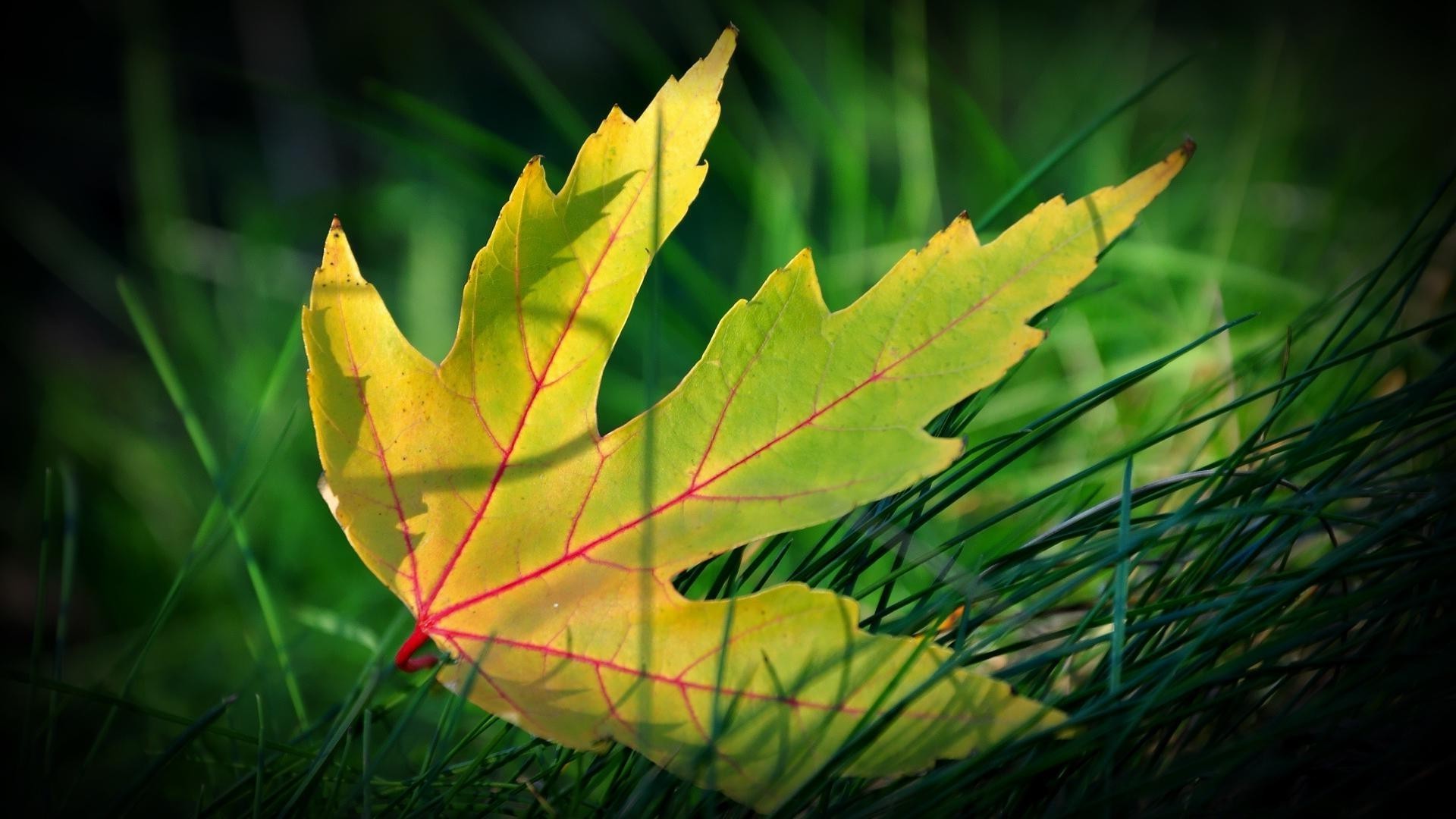 leaves leaf nature flora fall bright growth color outdoors light environment tree vibrant wood grass garden lush season desktop