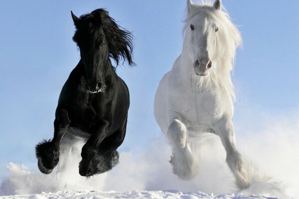 Beautiful white and black horses.