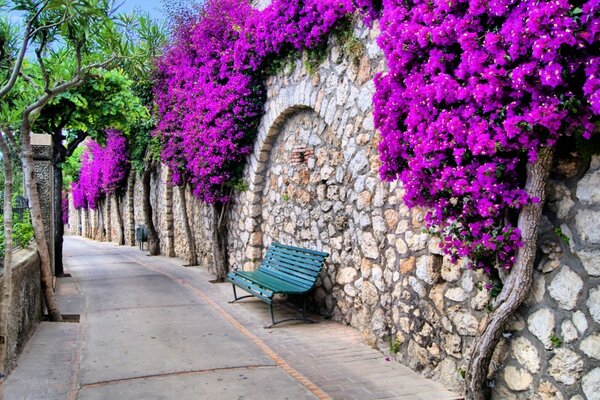 A beautiful fence surrounded by lilac bushes