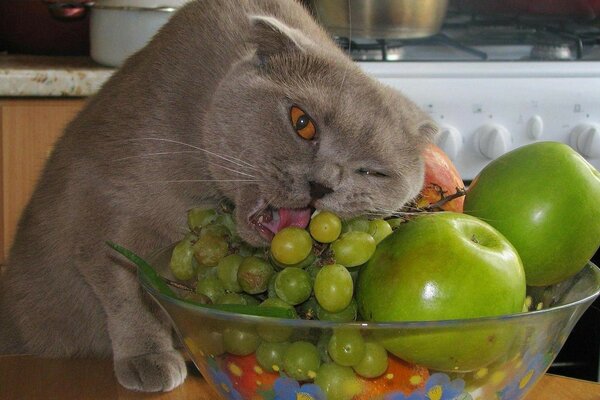 Piatto di frutta. Gatto apprezzato