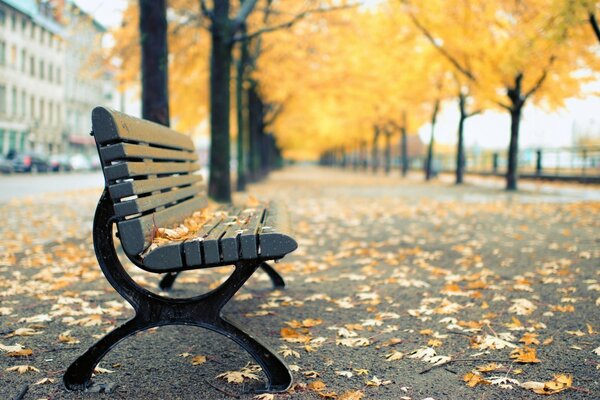 In nature, a bench made of wood, in autumn