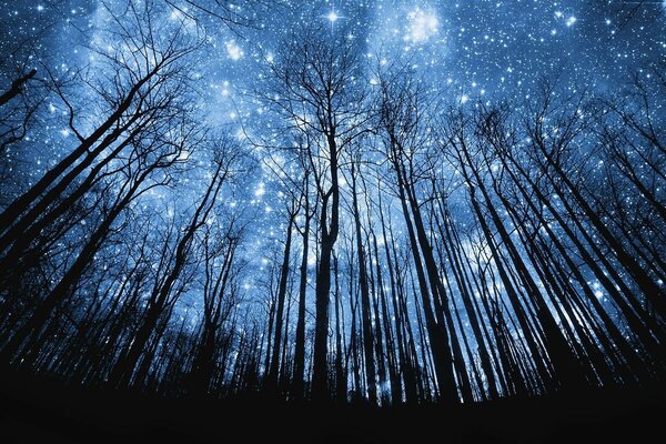 Hermoso cielo Estrellado. Bosque