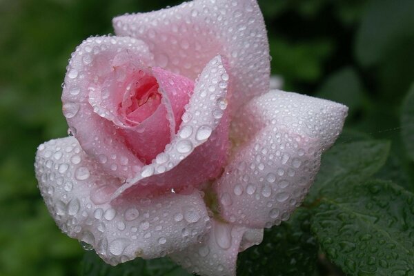 Eine zarte Rose in Tautropfen