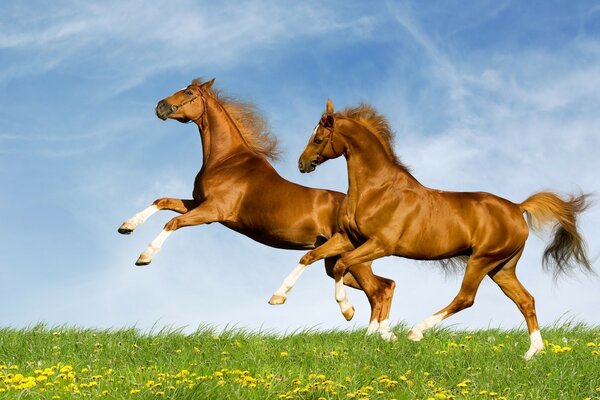 Two horses galloping on the grass