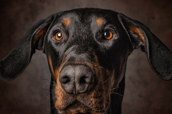 Chien étonnant sur fond de chocolat