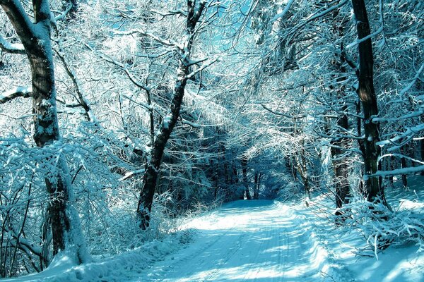 Bella foresta invernale e alberi nella neve