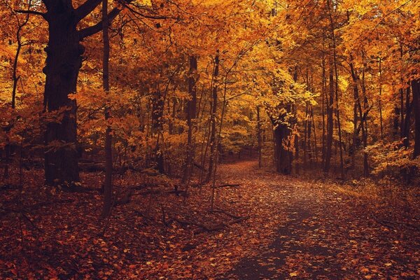 The road in the leaves in the autumn forest