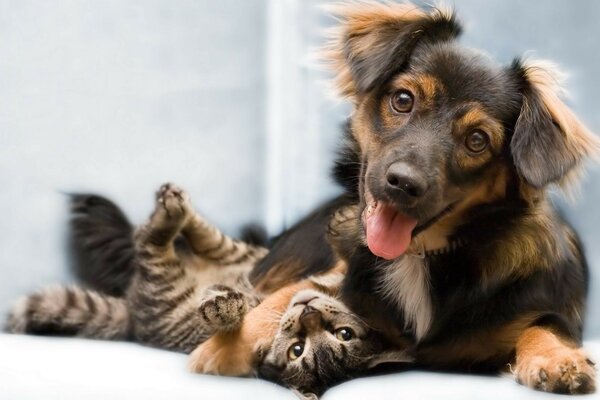 Un cachorro abraza a un gatito sobre un fondo blanco