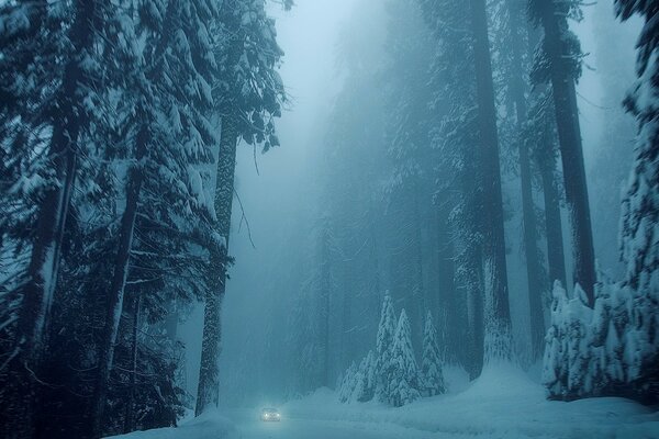 Camino de invierno, bosque en la niebla