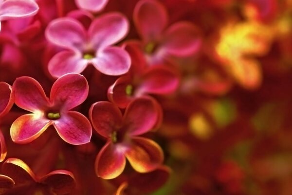 Família de quatro folhas de flores vermelhas