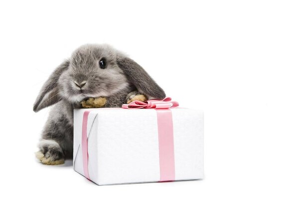 Mignon petits lapins sur le cadeau