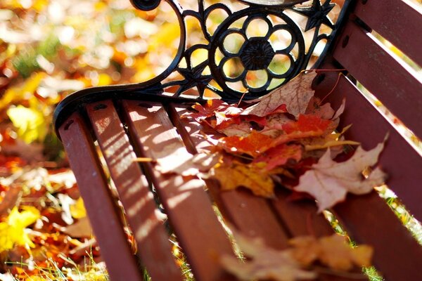 Large leaves are lying on the bench