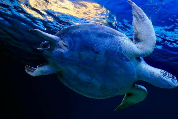 Sea turtle swims in blue water