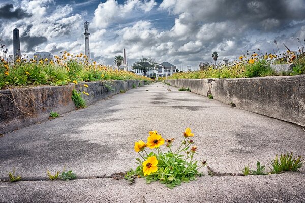 Caminho para o jardim com cercas florescentes