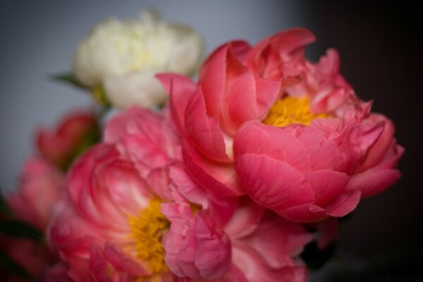 Delicada e muito linda flor rosa