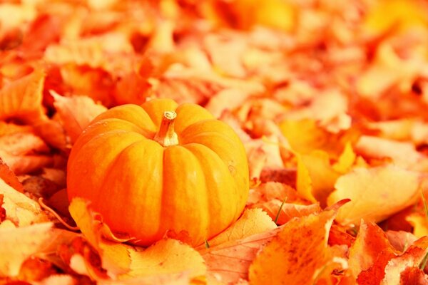 Calabaza en follaje de otoño