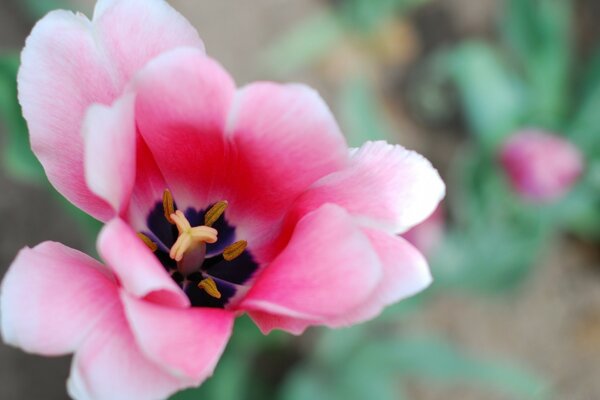 Pink flower flora macro photography