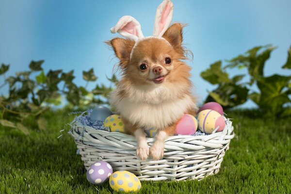 Netter Welpe verkleidet als Osterhase in einem Korb mit gefärbten Eiern. Ostern