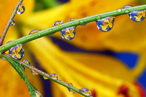 La natura si sveglia. Gocce della prima pioggia primaverile su un ramo