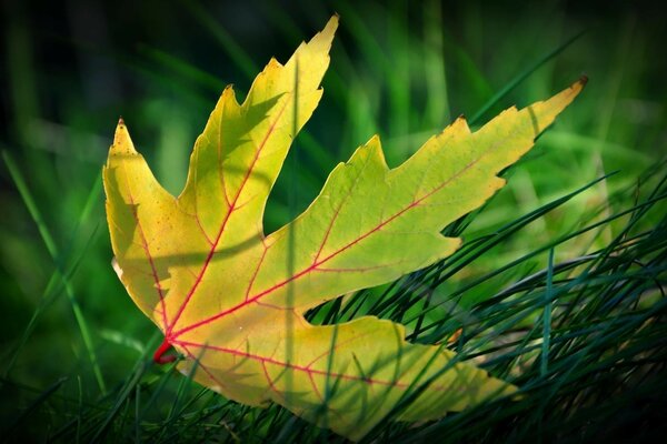 Herbstflora, ein Blatt in der Natur