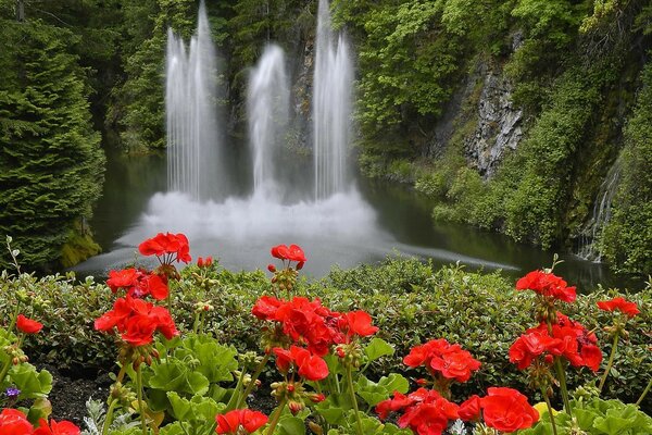 Red flowers on the background of a waterfall