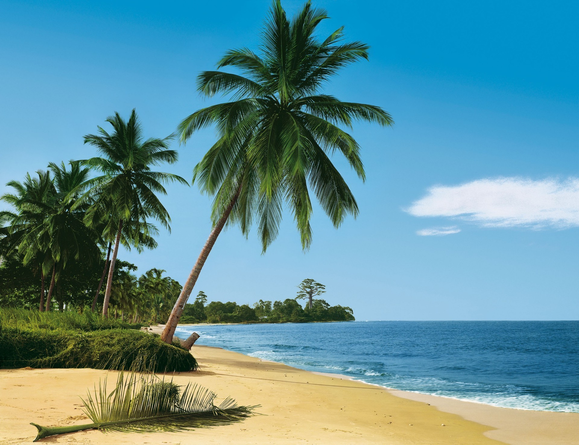 palmen und tropen tropisch sand strand idylle meer sommer insel entspannung reisen palmen urlaub exotisch paradies resort ozean sonne landschaft türkis wasser kokosnuss