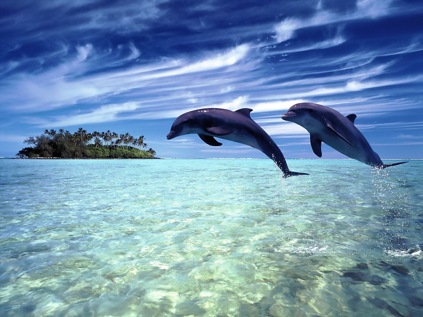 влюбленные животные воды подводный океан море рыбы природа плавание дайвинг дельфин дикой природы тропический на открытом воздухе путешествия бирюза воздуходувки