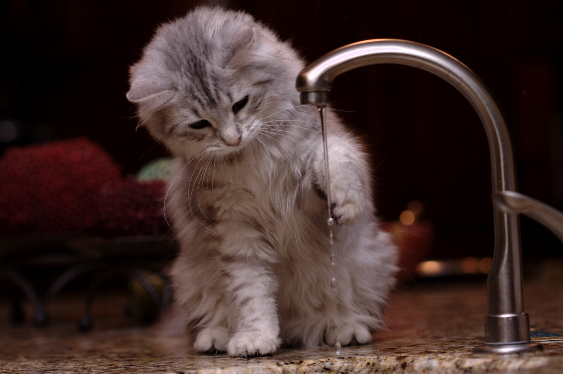 katze katze säugetier porträt niedlich fell haustier ein kätzchen inländische auge sitzen kind lustig tier