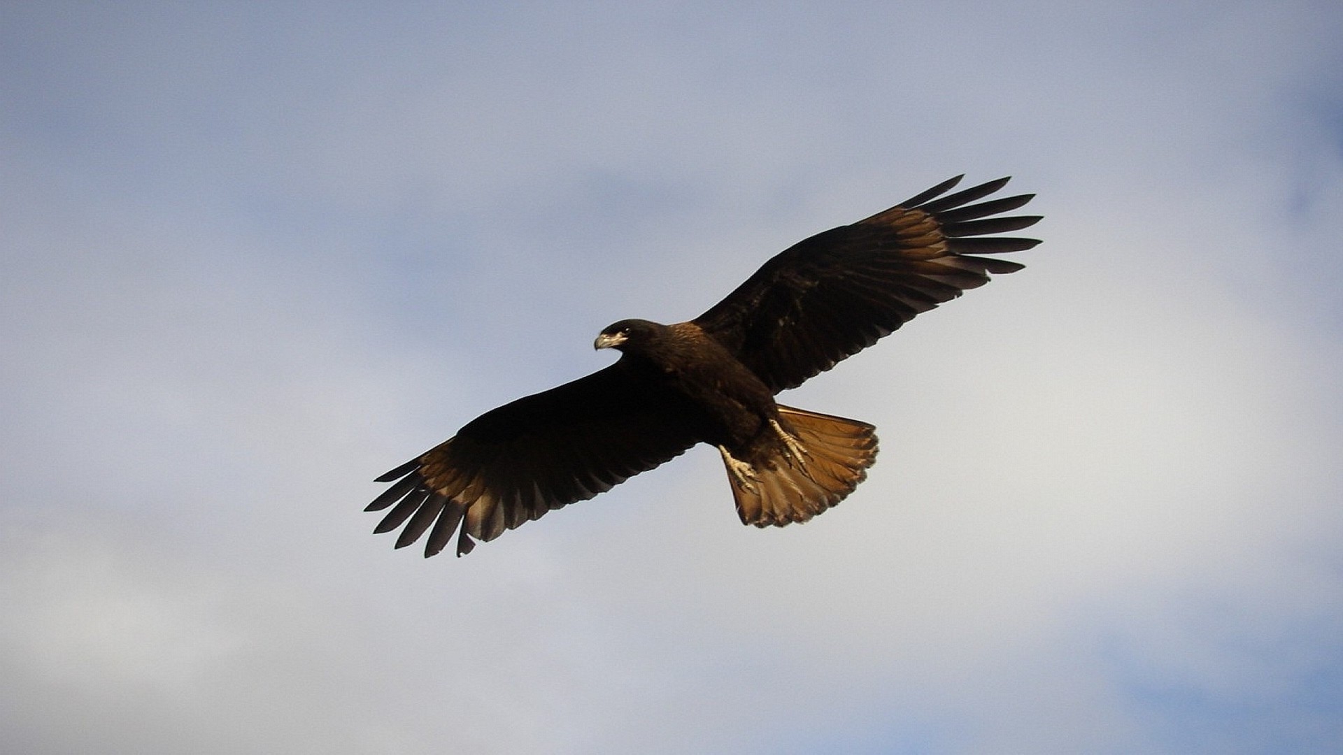 animales aves raptor vida silvestre águila vuelo naturaleza al aire libre águila calva animal presa libertad